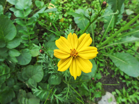 african daisy yellow flower at homeの写真素材