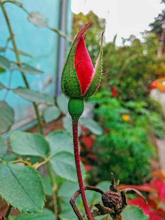 Swelling red rose on home gardenの写真素材