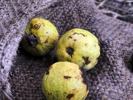 Very ripe yellow guava on jute sackの写真素材