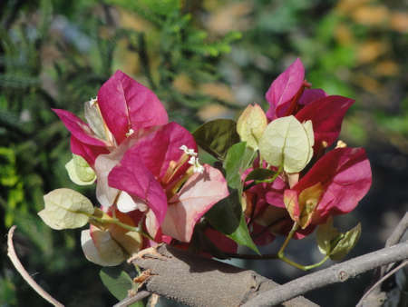 Beautiful and colorful Bougainvillea flower at home gardenの写真素材