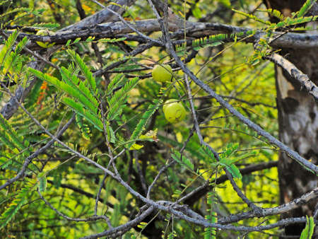 Indian Gooseberries or Amla fruit on tree with green leafの写真素材