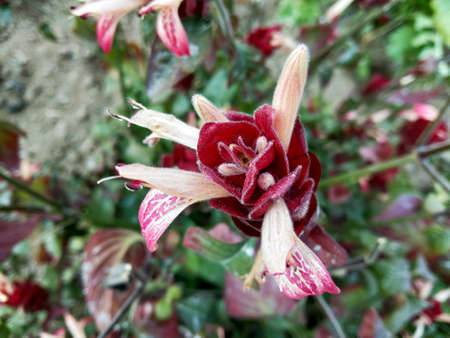 A beautiful flower on homeの写真素材