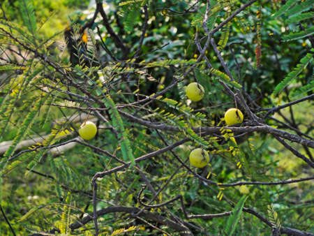 Indian Gooseberries or Amla fruit on tree with green leafの写真素材