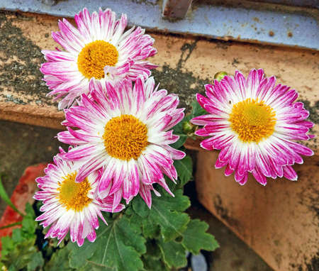 A beautiful bunch of ice plant family flowers on gardenの写真素材