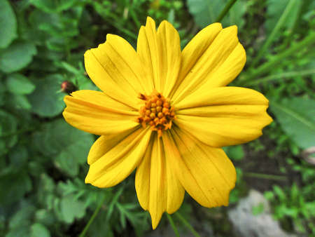 african daisy yellow flower on centerの写真素材