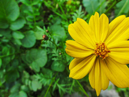 african daisy yellow flower on right side space on left side for text or editの写真素材
