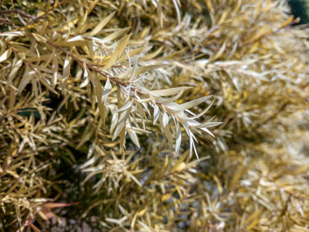 A very beautiful light golden show plant which looks like a dry grassの写真素材