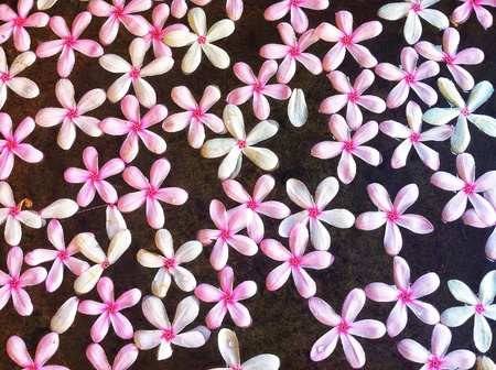 A flower in the pond の素材