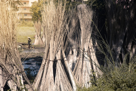 Jute straw. Jute vegetable fiber. Jute trees are being dried after lifting the jute