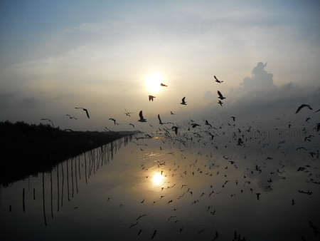 Seagulls ,Bang Poo Recreational Retreat,  Samut Prakan ,Thailandの写真素材