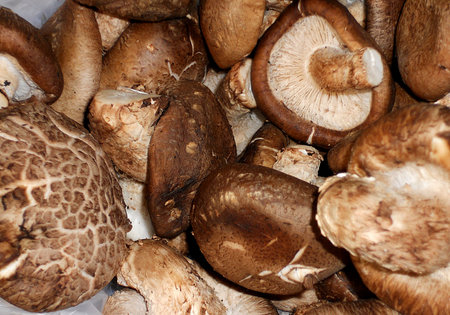 Shiitake Mushroomの写真素材