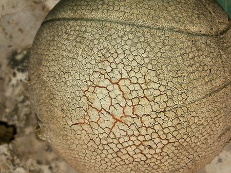 Old basketballの写真素材