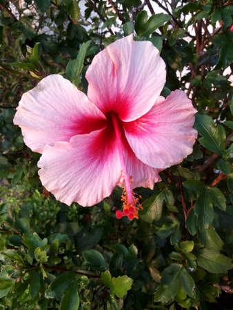 Hibiscus rosa-sinensisの写真素材