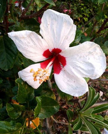Hibiscus rosa-sinensisの写真素材