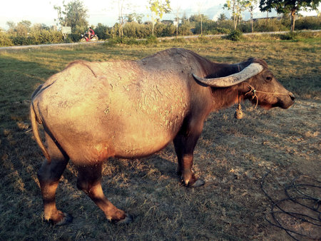 Thai buffalo