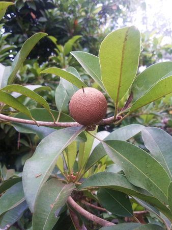 Sapodilla on tree