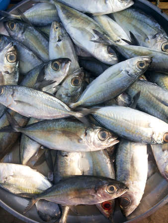 Scad fish at marketの写真素材