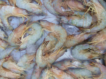 Banana shrimp,Fenneropenaeus merguiensis,Penaeus merguiensisの写真素材