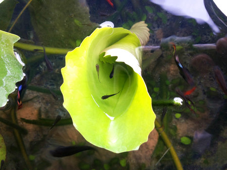 Small fish on small lotus leafの写真素材