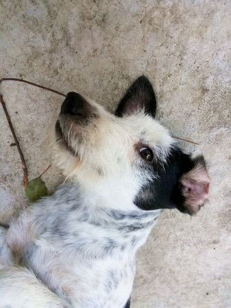A dog sleep , Open eye, Open ear