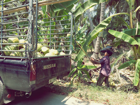 PRACHUAP KHIRI KHAN,THAILAND - MARCH 20, 2016:The farmer trown coconut into the pickup truck. on March 20, 2016 in Prachuap Khiri Khan,Thailandのeditorial素材