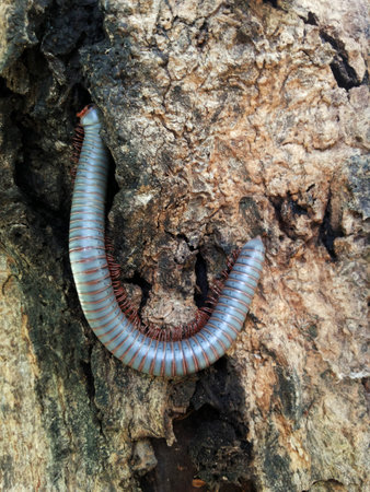 A Millipede on treeの写真素材