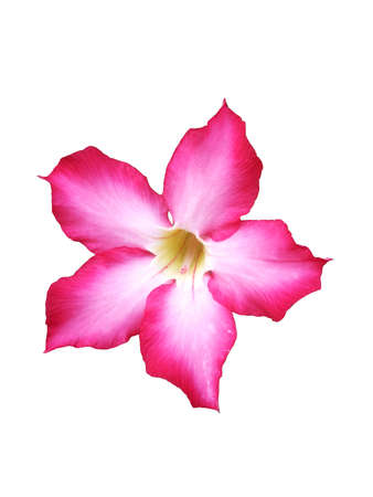 Desert Roseの写真素材