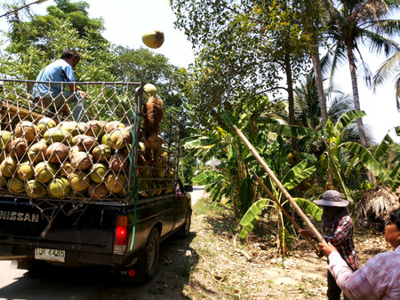PRACHUAP KHIRI KHAN,THAILAND - MAY 12, 2016: Farmers trown coconut into the pickup truck. on May 12, 2016 in Prachuap Khiri Khan,Thailandのeditorial素材