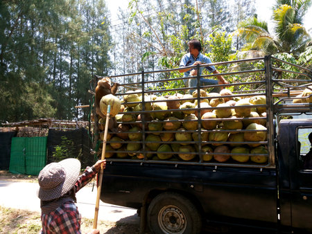 PRACHUAP KHIRI KHAN,THAILAND - MAY 12, 2016: Farmers trown coconut into the pickup truck. on May 12, 2016 in Prachuap Khiri Khan,Thailandのeditorial素材