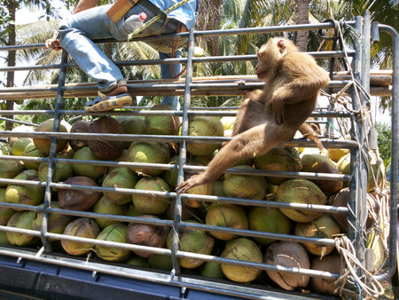 PRACHUAP KHIRI KHAN,THAILAND - MAY 12, 2016: The farmer and the macaque climb up truck transporting coconuts. on May 12, 2016 in Prachuap Khiri Khan,Thailandのeditorial素材