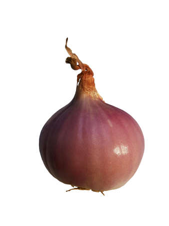 shallotの写真素材