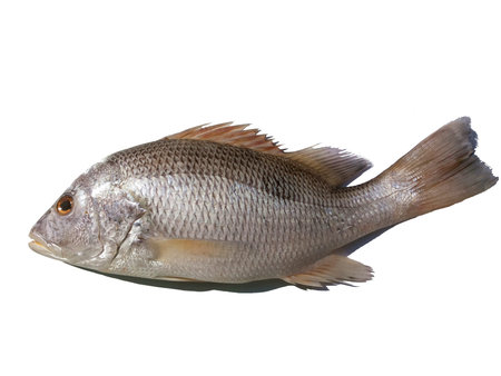 Russell's snapper, Moses perch,Lutjanus russellii