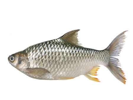 Java barb, Silver barb, Barbonymus gonionotus, Fish on white background