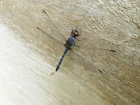 Dragonfly on concrete wallの写真素材