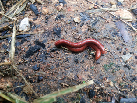 Millipedes are breeding