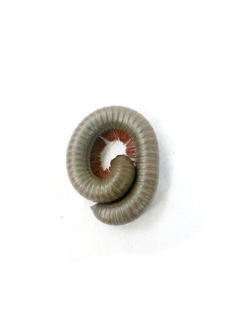 Millipede on white background