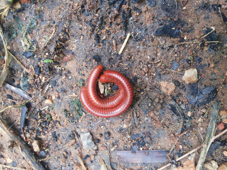 Millipedes are breeding