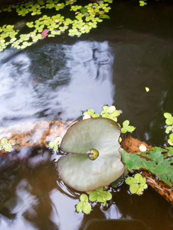Small drops of water on a lotus leaf,The small lotus leaf just emerging from the waterの写真素材