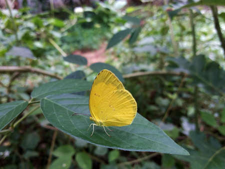 The Yellow Butterfly on leafの写真素材