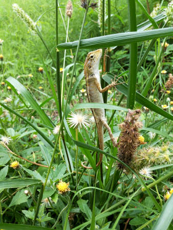 The Chameleon climbing grassの写真素材