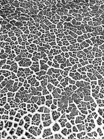 Cracked land texture