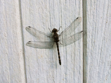 Dragonfly on white wood