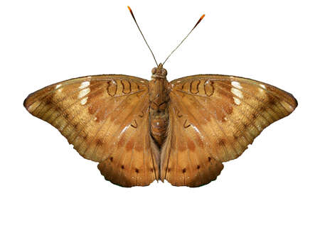 Euthalia aconthea,Mango Baron ,Trey white stripes on the wings brown,The butterfly isolated on white backgroundの写真素材