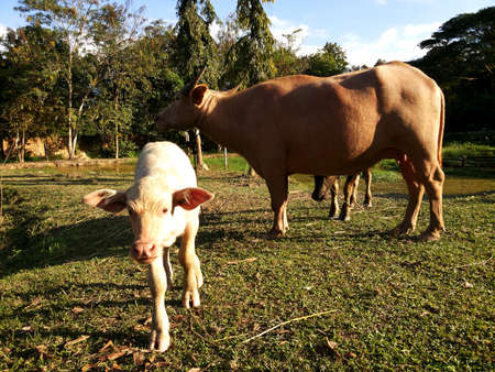 The albino buffalo,Mom buffalo and calf on the prairie in farm,Nan,Thailandの写真素材