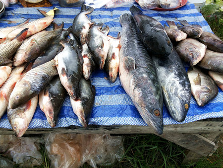 Freshwater fish stalls at the outdoor fresh market in Thailand,Great snakehead, Giant...