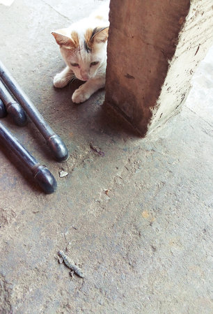 The Cat watching a lizard being injured,Animal Hunter to play with the bait before eatingの写真素材