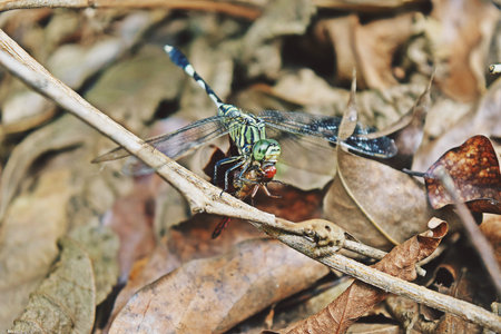 Green dragonfly eating red dragonfly with brown leaves in background,Violence and cruelty of...