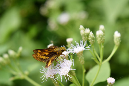 Brown butterfly with yellow stripes,Fiery skipper  seeking nectar on white flower  in field with natural green background, Detached Dart,Potanthus trachala tytleriの写真素材