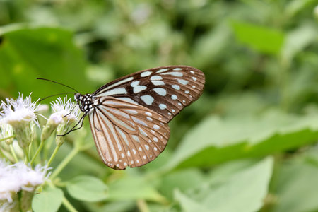 The Pale Blue Tiger,Tirumala limniace,Butterfly seeking nectar on white flower  in  field with...