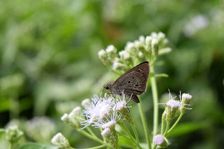Indian Palm Bob seeking nectar on white flower in field with natural green background ,Suastus gremius ,Gray butterfly with black and white spots on  wingの写真素材